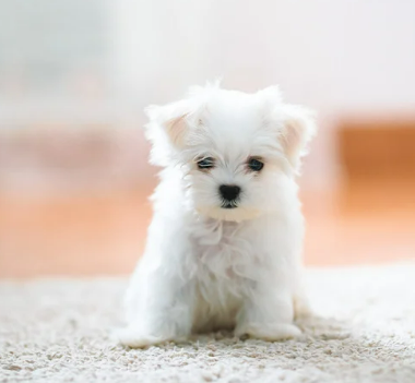 귀여운 견종 추천과 강아지 인기 순위