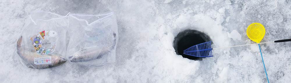 화천 산천어축제