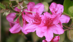 2025년 진달래 개화시기