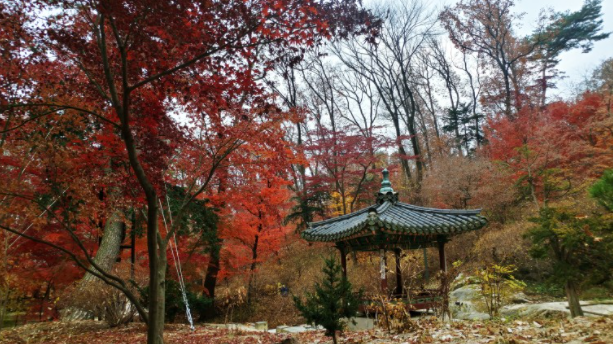 단풍