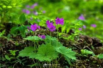 5월의 야생화 백화등 소리쟁이 낮달맞이꽃 알프스민들레_11