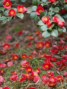 서천 동백꽃 주꾸미축제