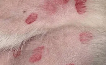 모기 물려 가려울 때 땀띠에 안티푸라민 연고 효능 부작용 사용후기_6