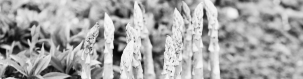 아스파라거스 재배방법, 아스파라거스 키우기