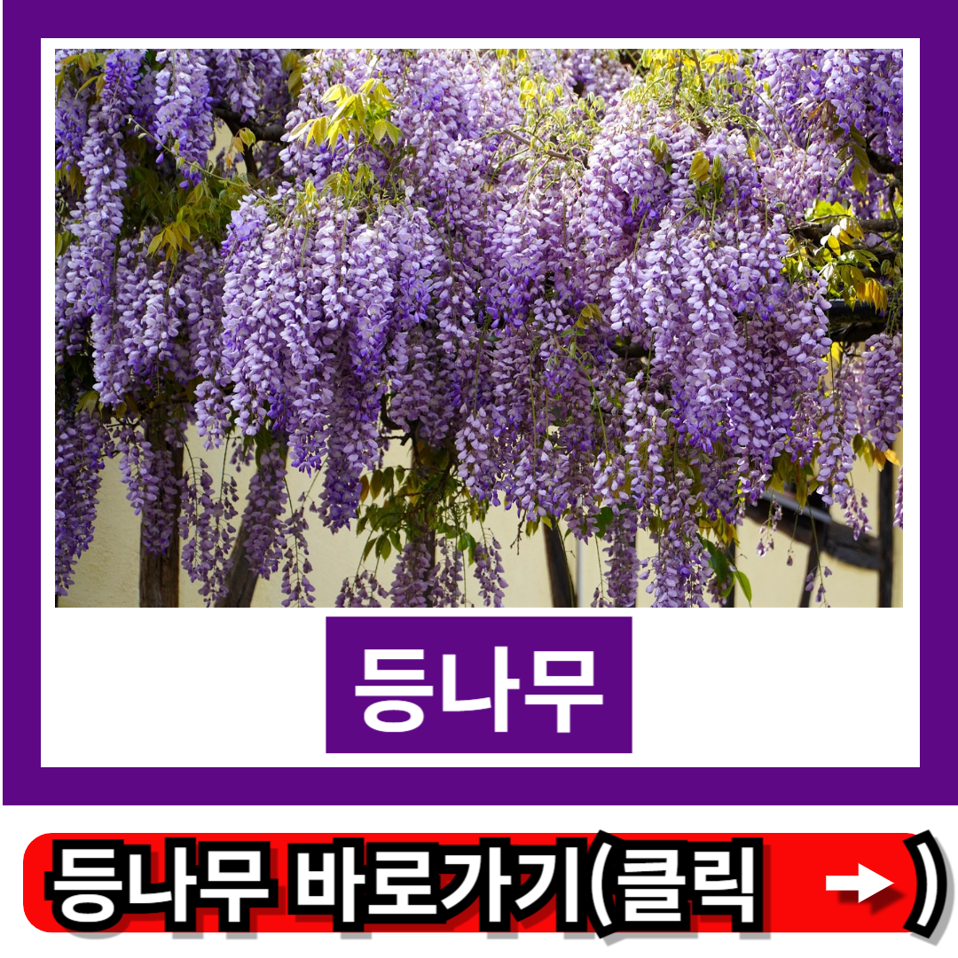 등나무