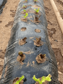 김장 배추 모종 심는 시기