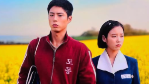 고창 청보리밭 실시간 개화 상황