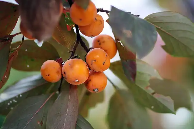 고향사랑기부제 세액공제 계산 방법