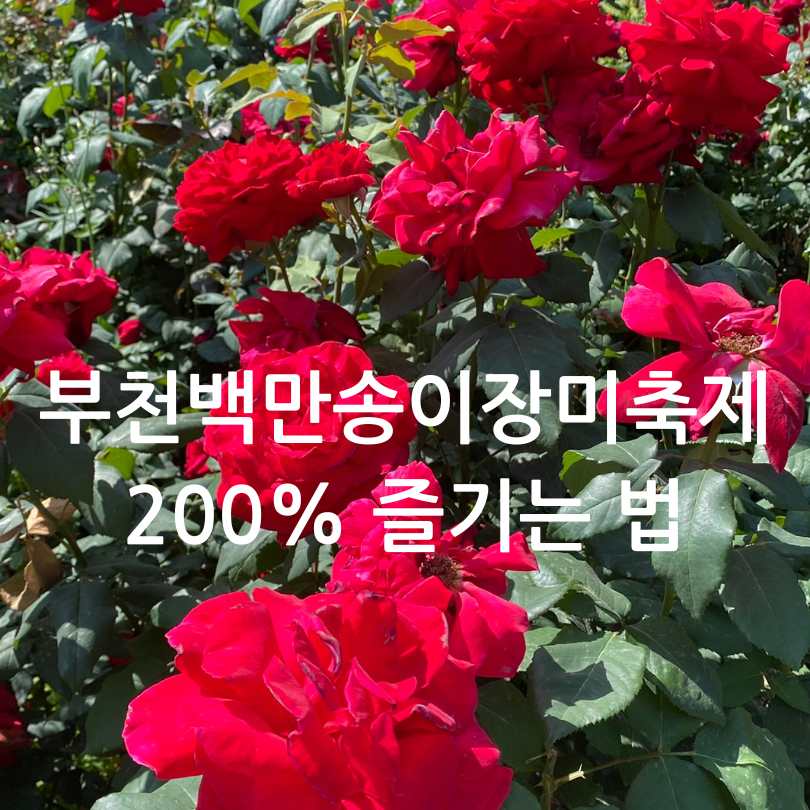 부천백만송이장미축제