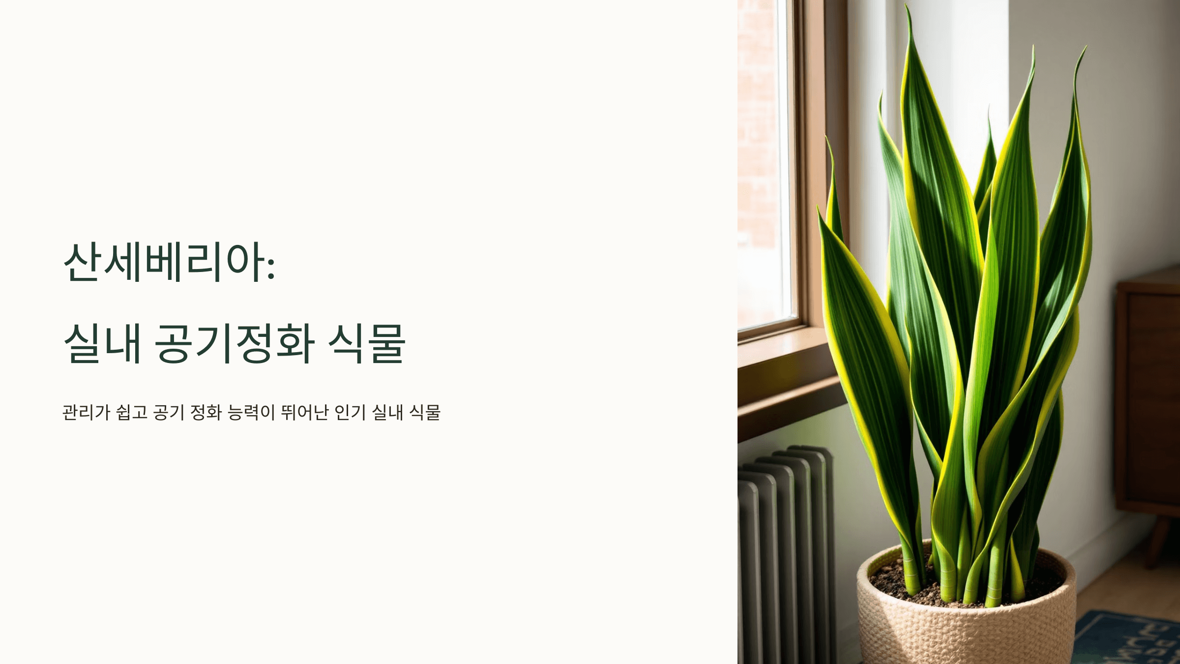 산세베리아 사진입니다.