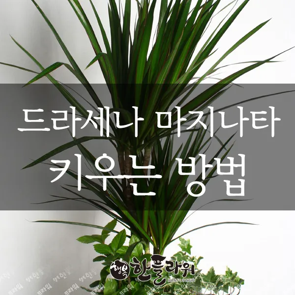 드라세나 키우기 물주기 가지치기 번식방법 흙배합 가이드_1