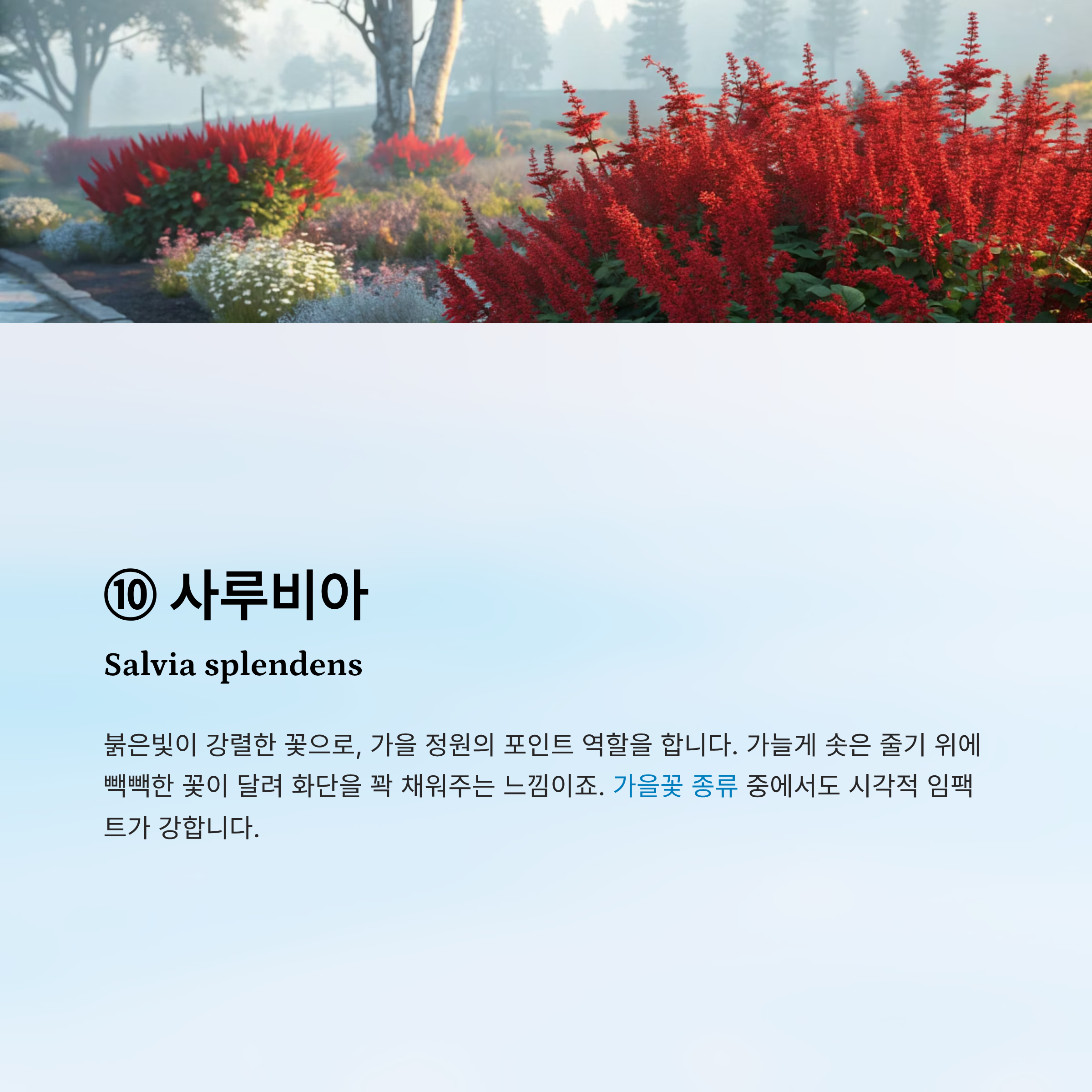 가을꽃 종류 알아보기
