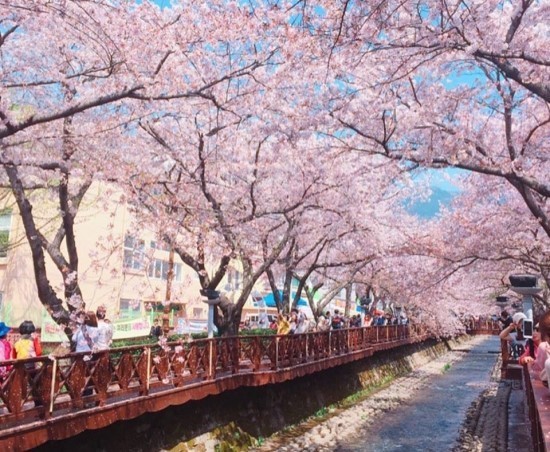 진해군항제 축제