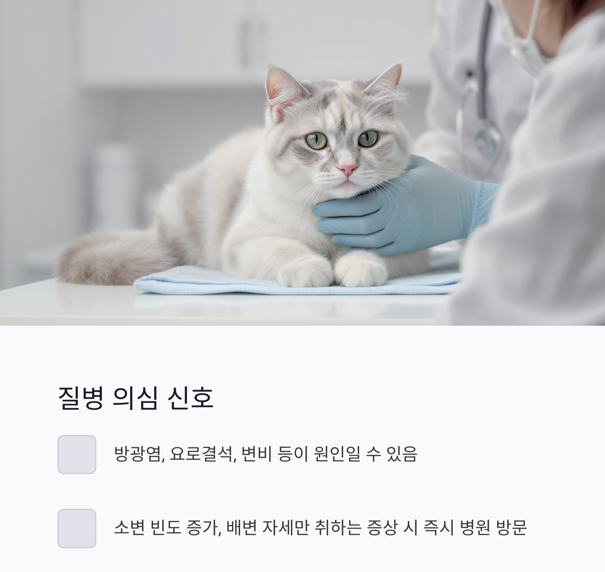 고양이의 화장실 문제, 원인부터 해결까지 한 번에 정리