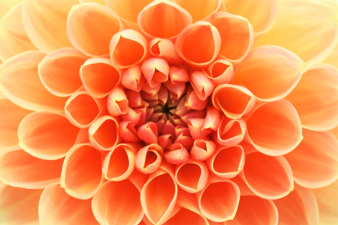 Marigold