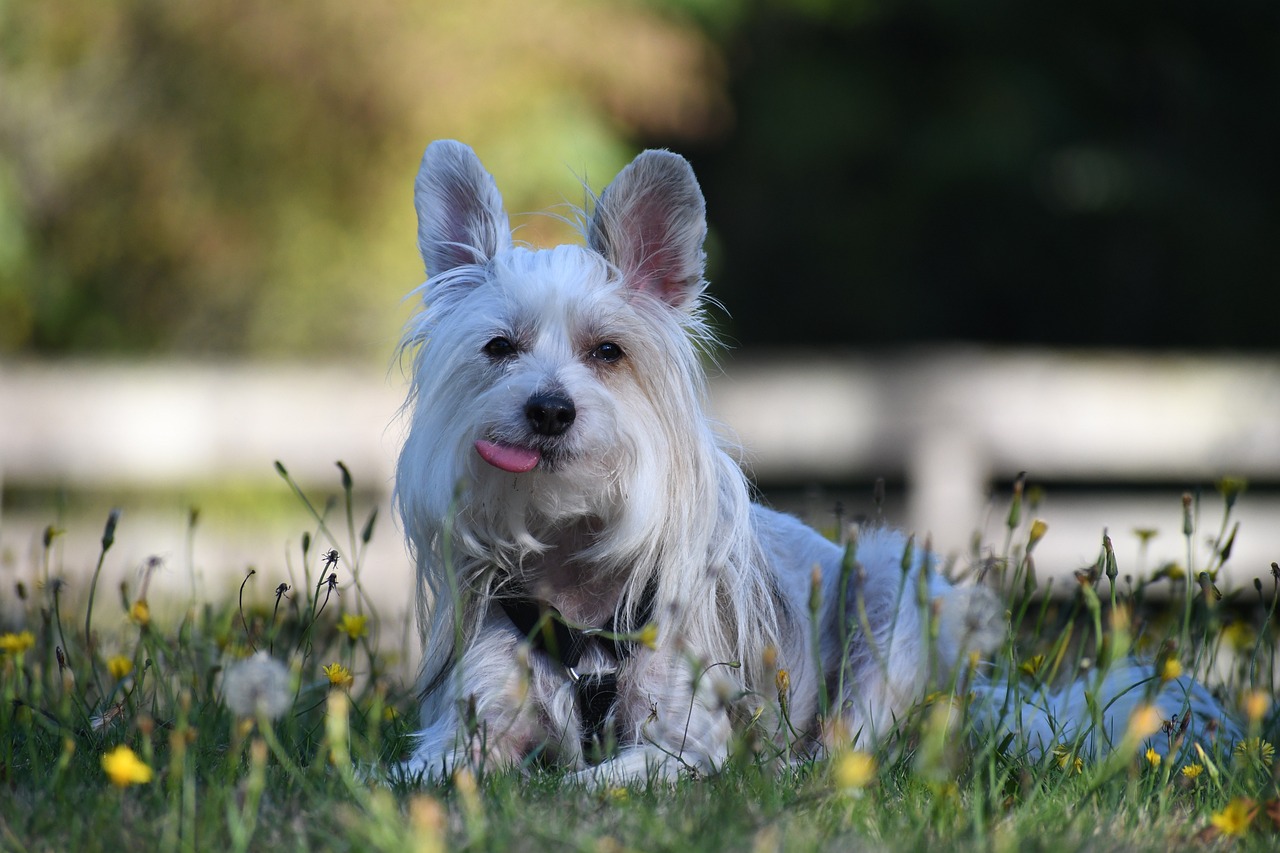 차이니즈 크레스티드(Chinese Crested)5