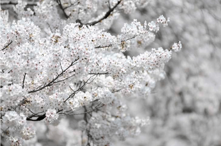 SK인천석유화학 벚꽃동산