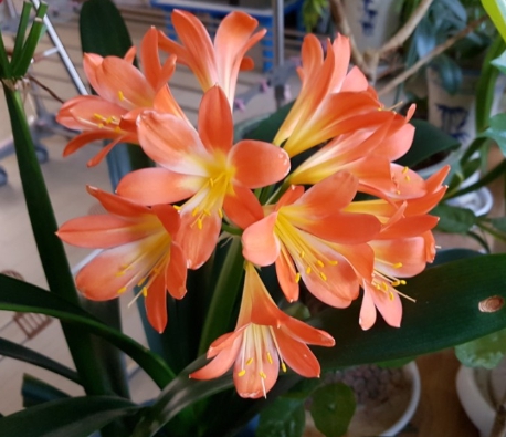 겨울 꽃 군자란