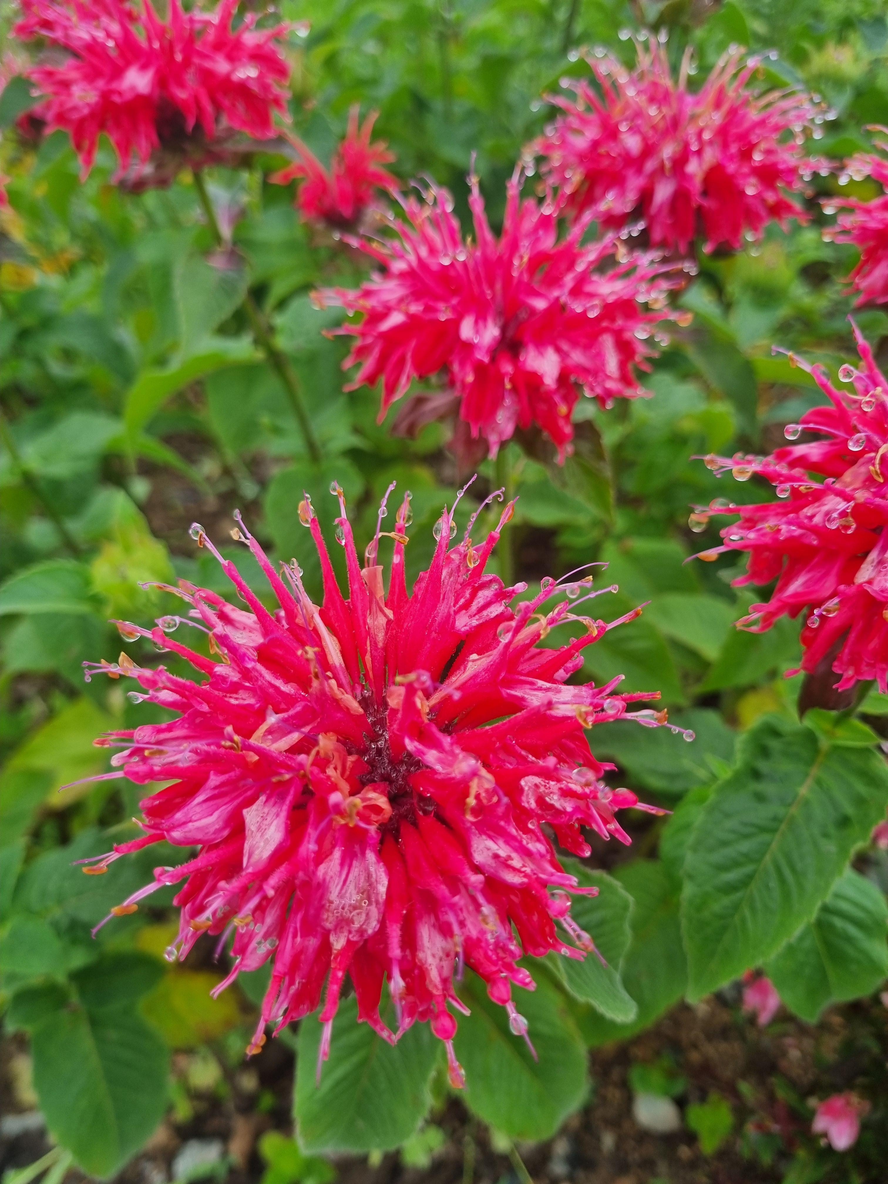 비버밤 허브 꽃의 선명한 붉은색 꽃송이