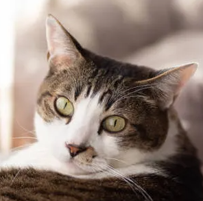 고양이의 구내염