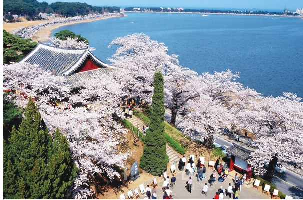 강릉 경포대 벚꽃축제 - 푸른 바다와 어우러진 벚꽃의 아름다움