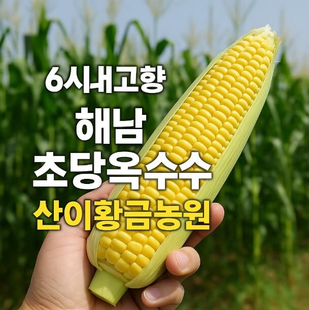 6시내고향 전남 해남 초당옥수수 주문방법 산이황금농원