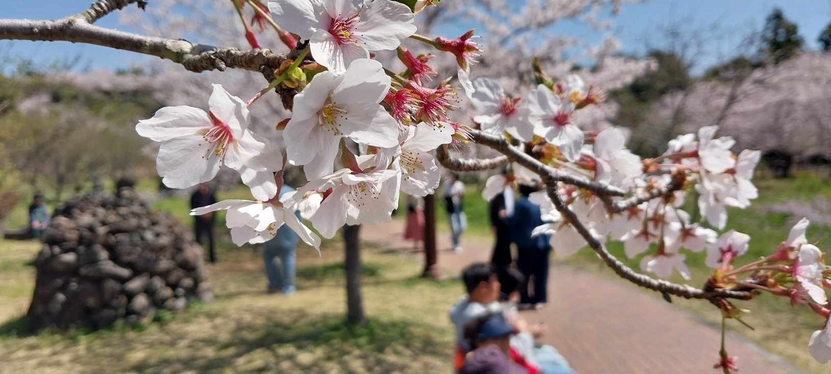 제주 예래생태공원 벚꽃