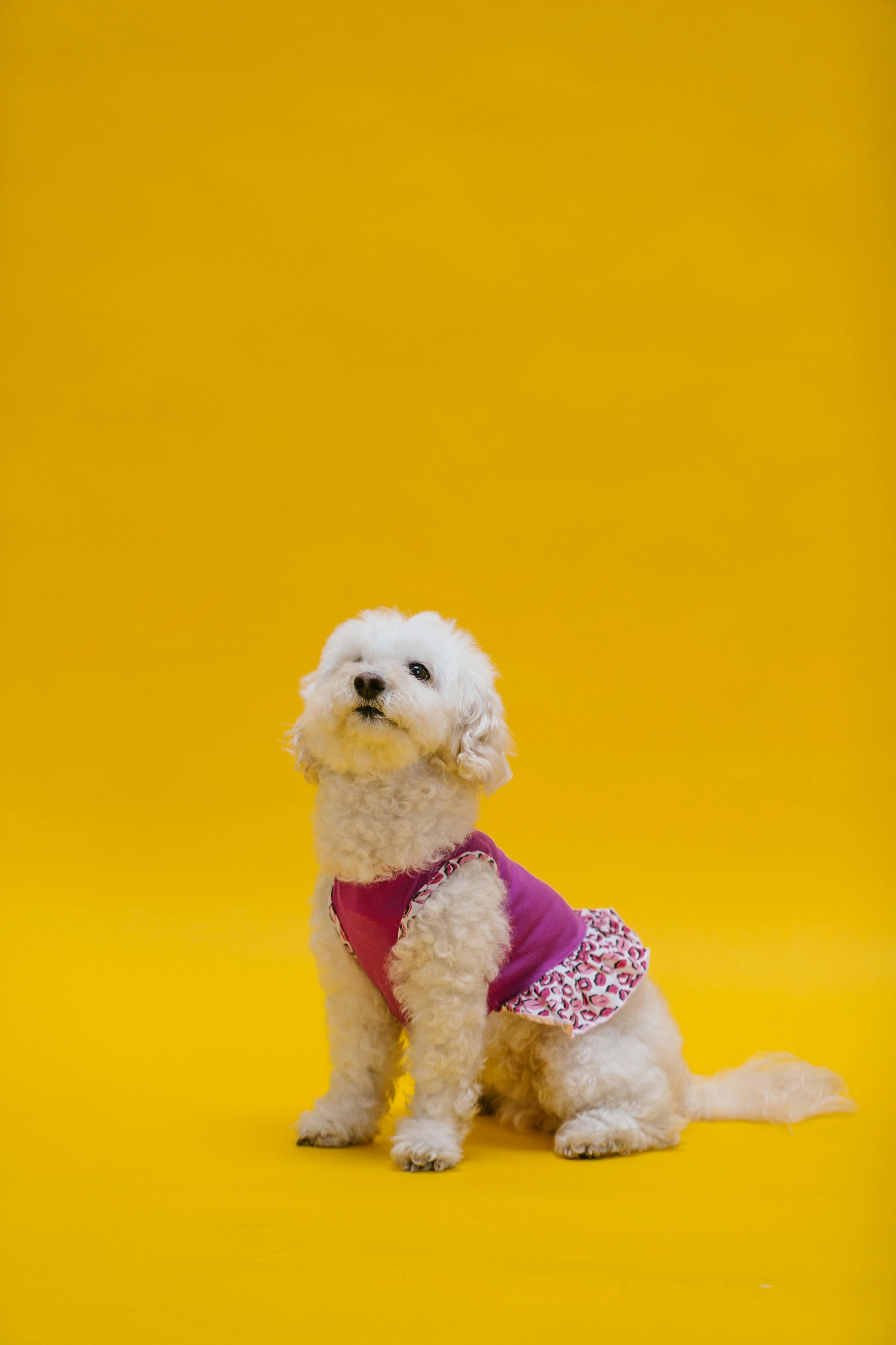 강아지 나이 계산