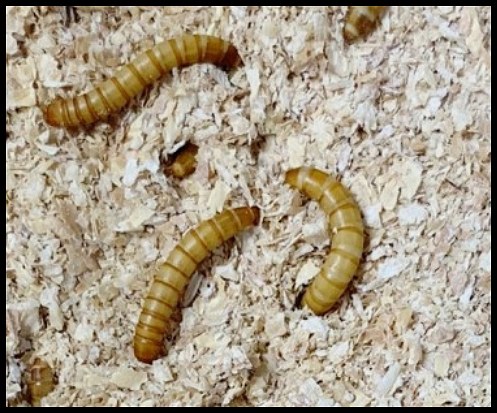 크레스티드-게코-밀웜