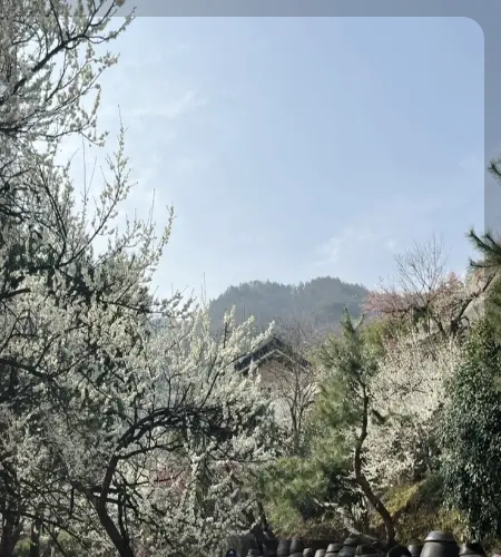 광양 매화축제_1