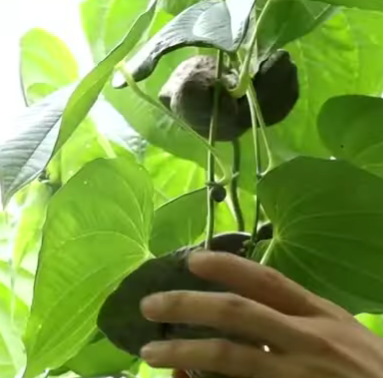 하늘마 수확시기