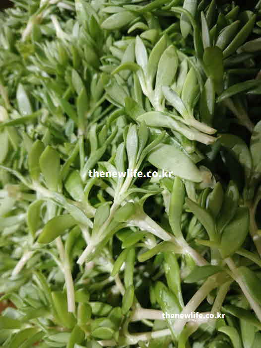 돌나물 효능 간 기능 개선 사멘토신