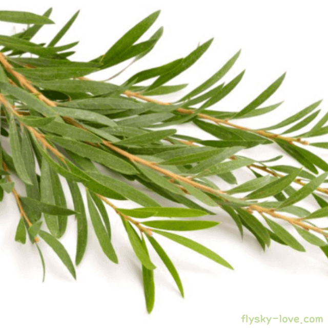 티트리 활용하는 법