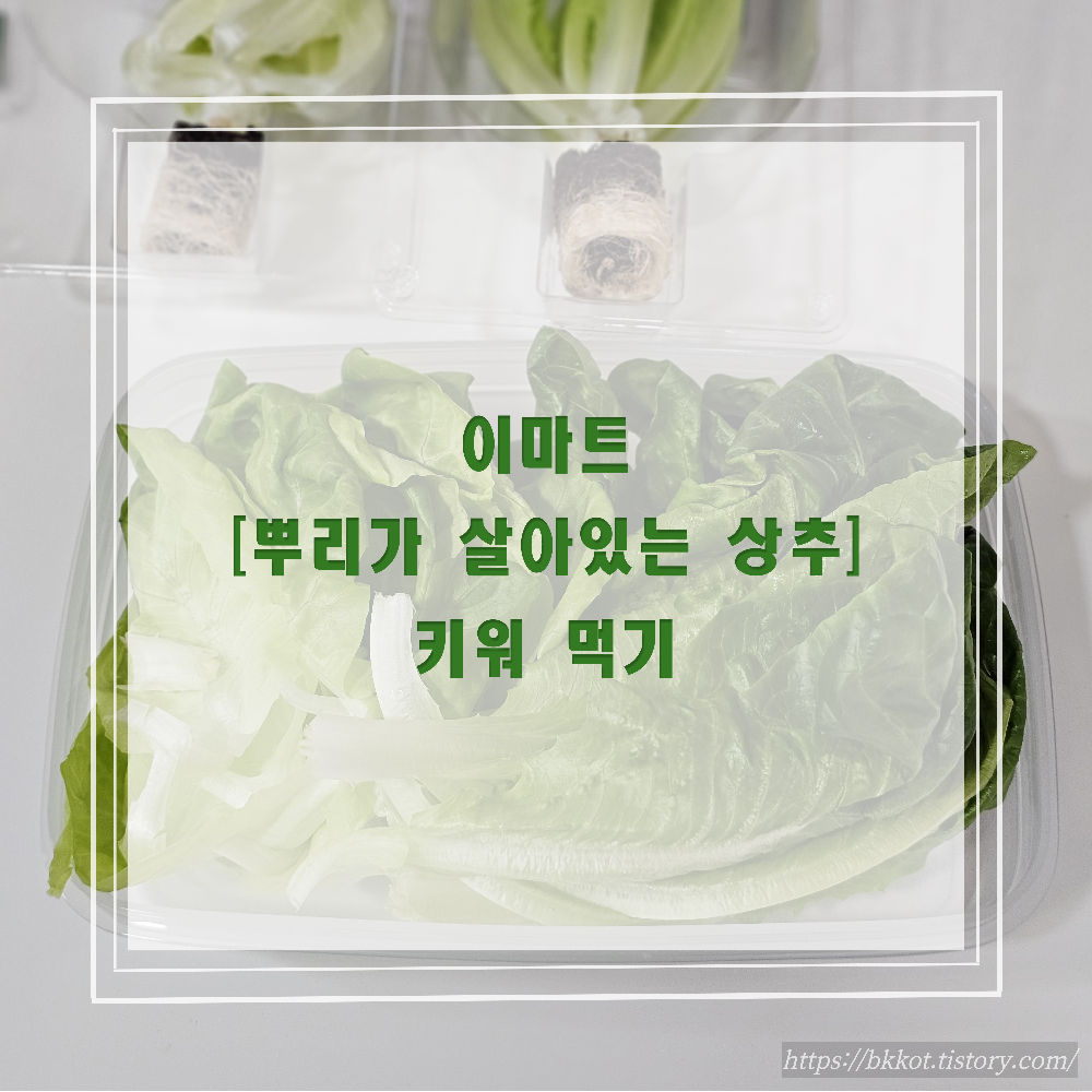 이마트 [뿌리가 살아있는 상추] 심기