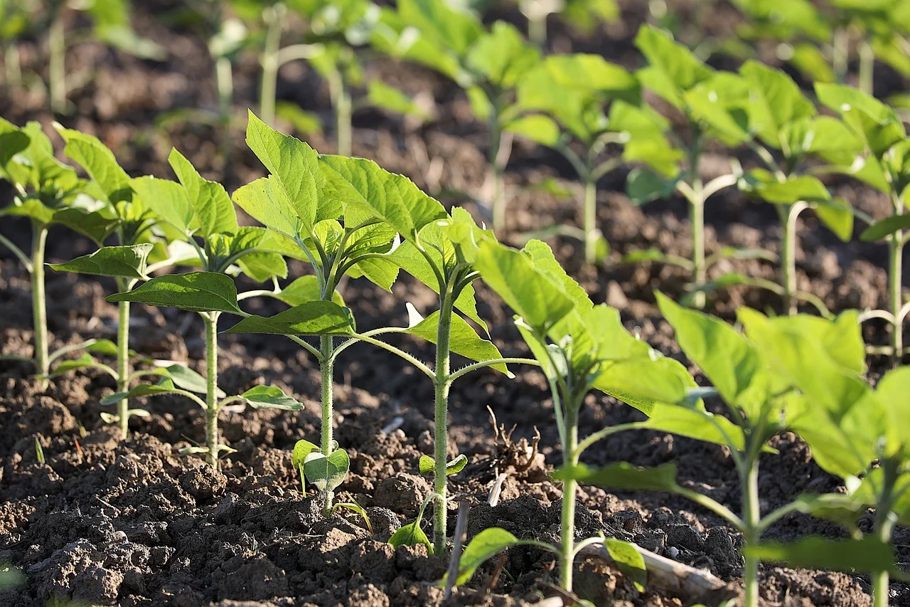 식물 성장 단계별 비료 사용 전략: 발아부터 개화까지
