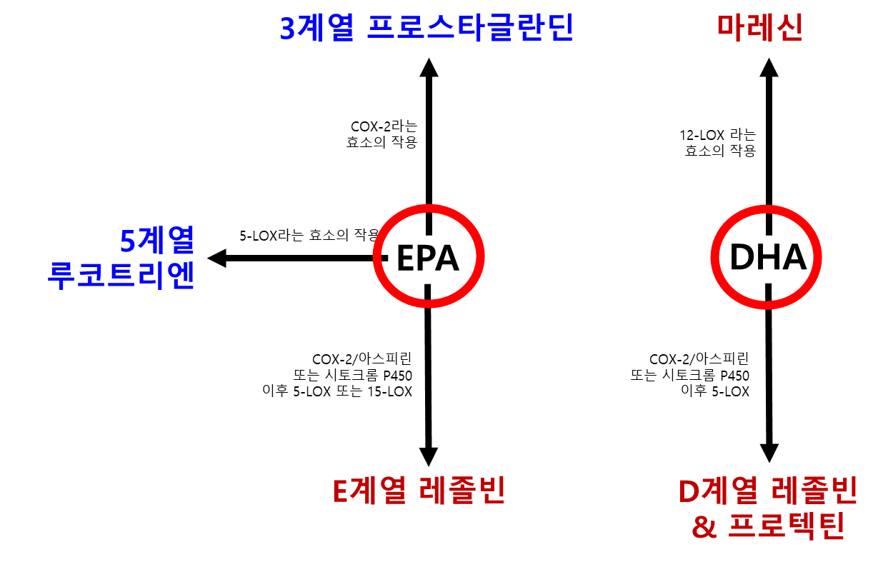 EPA와 DHA의 기전