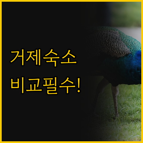 거제 여행 완벽 비교 스터번 호텔과 ..