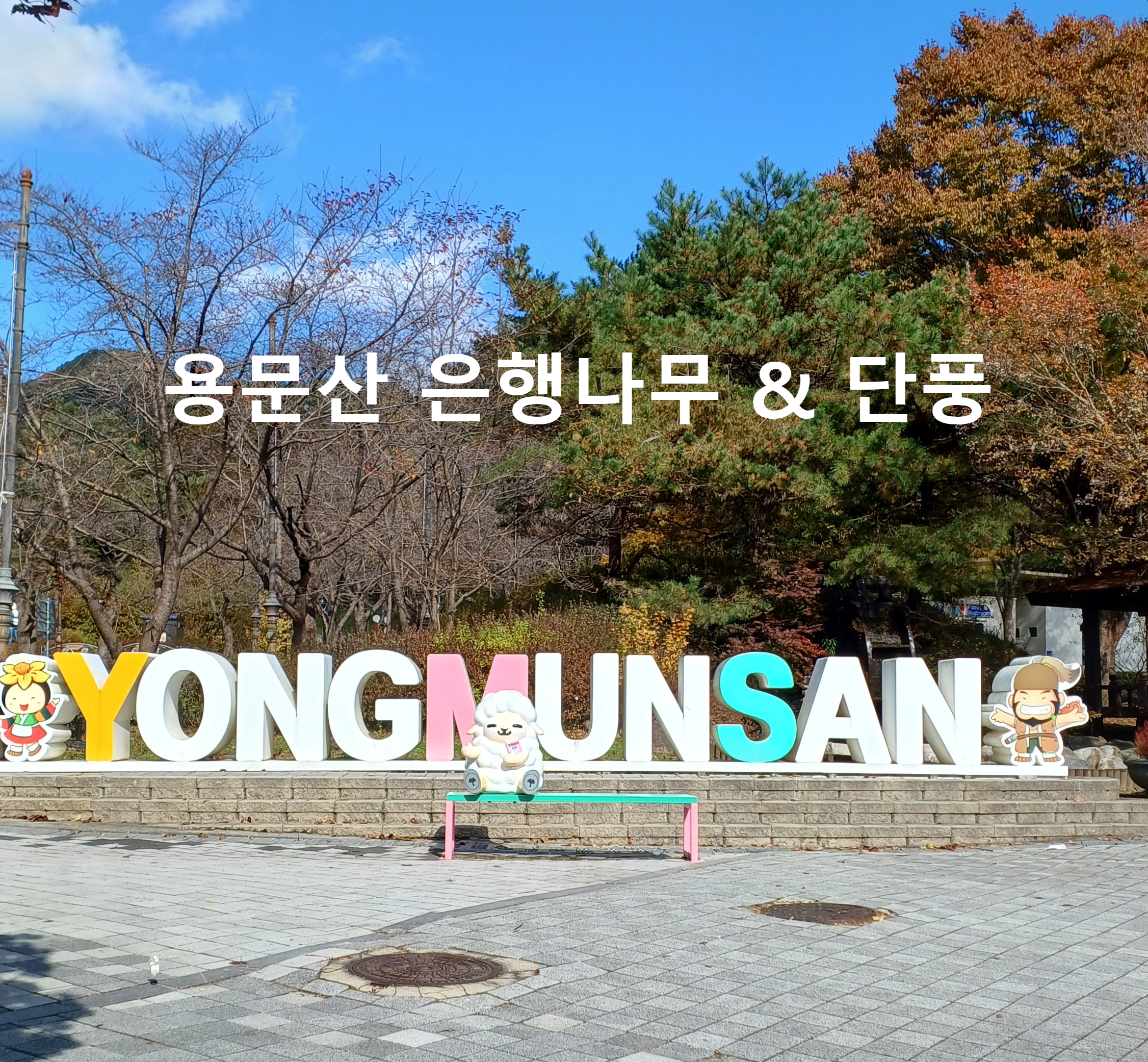 옹문산-은행나무-1