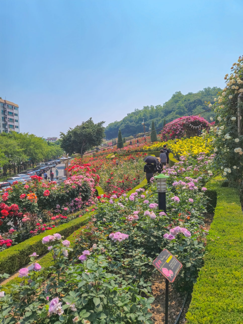 백만송이 장미축제