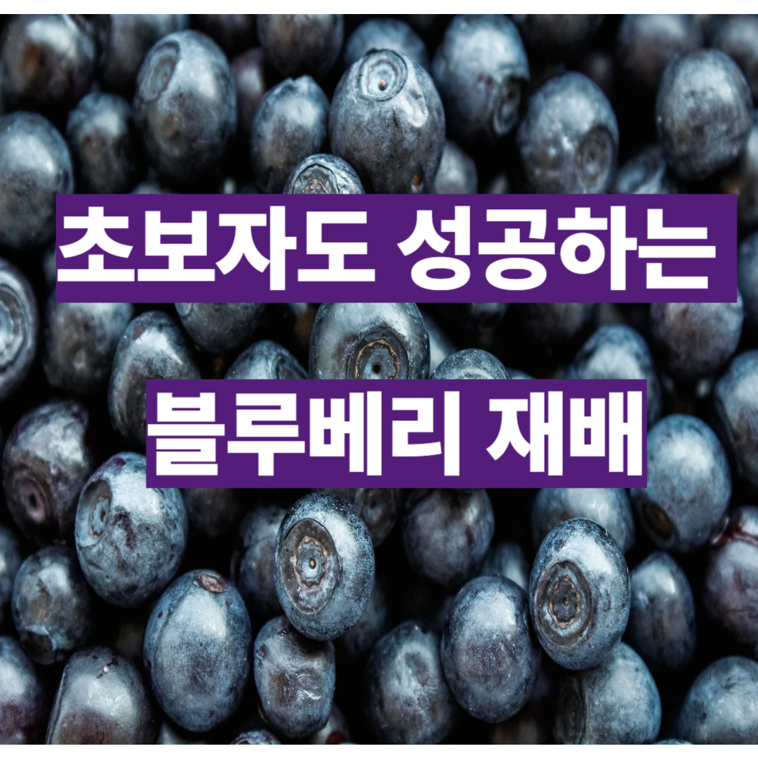 블루베리사진
