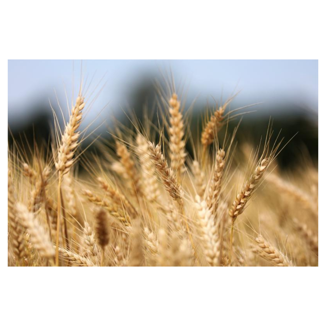 맥문동과 관련된 사진입니다.