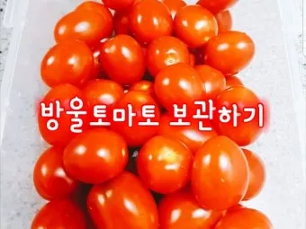 2주 이상 방울토마토 보관 시 꿀팁 오래 보관_18