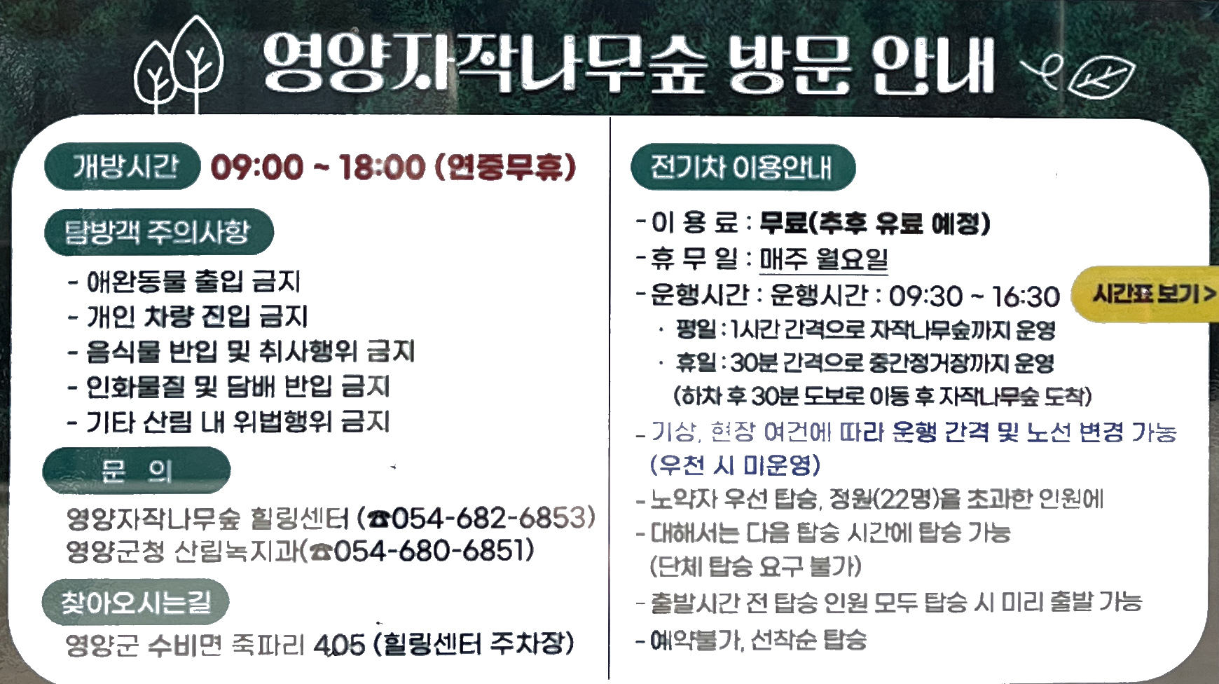 영양 자작나무숲