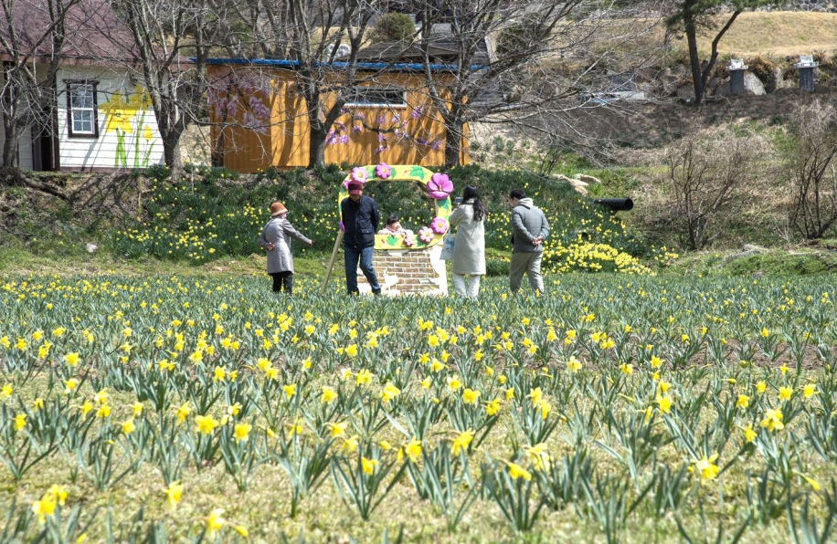 수선화