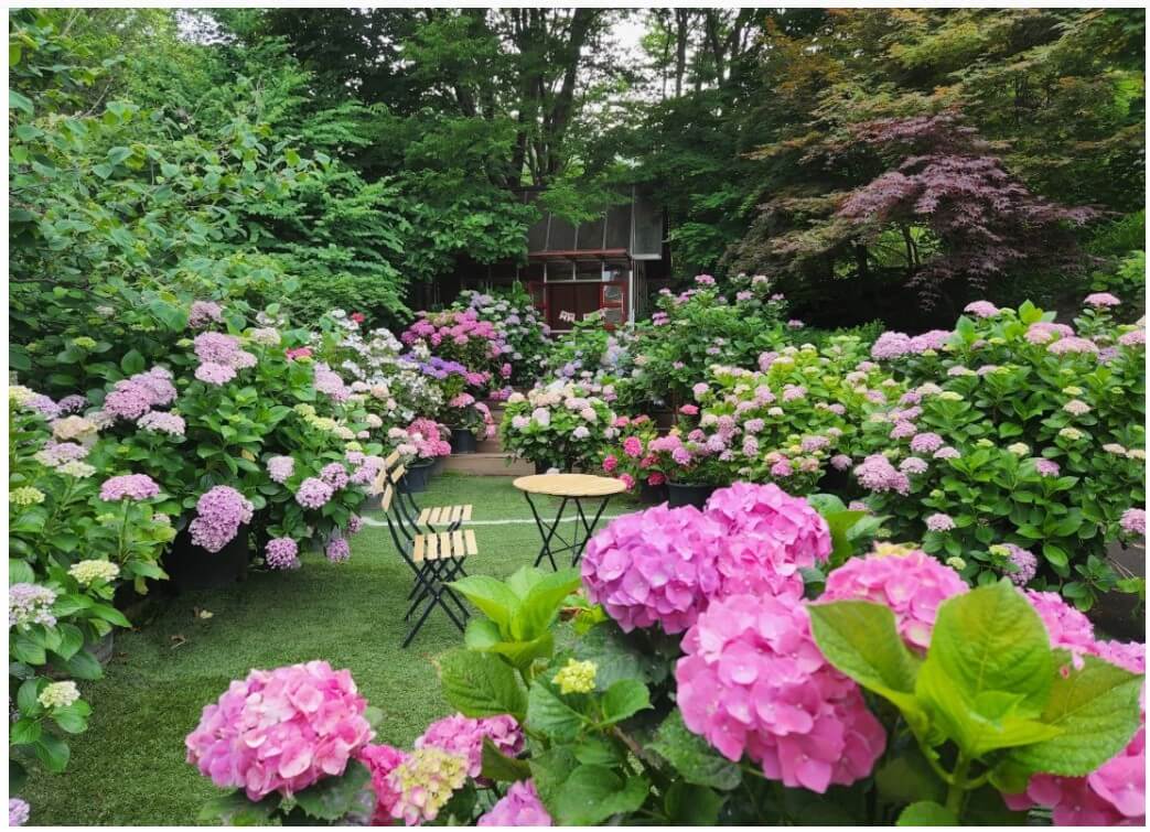 율봄식물원-토마토시즌