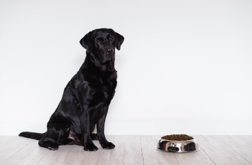 자연스러운 개 사료가 개의 몸에 더 좋다.