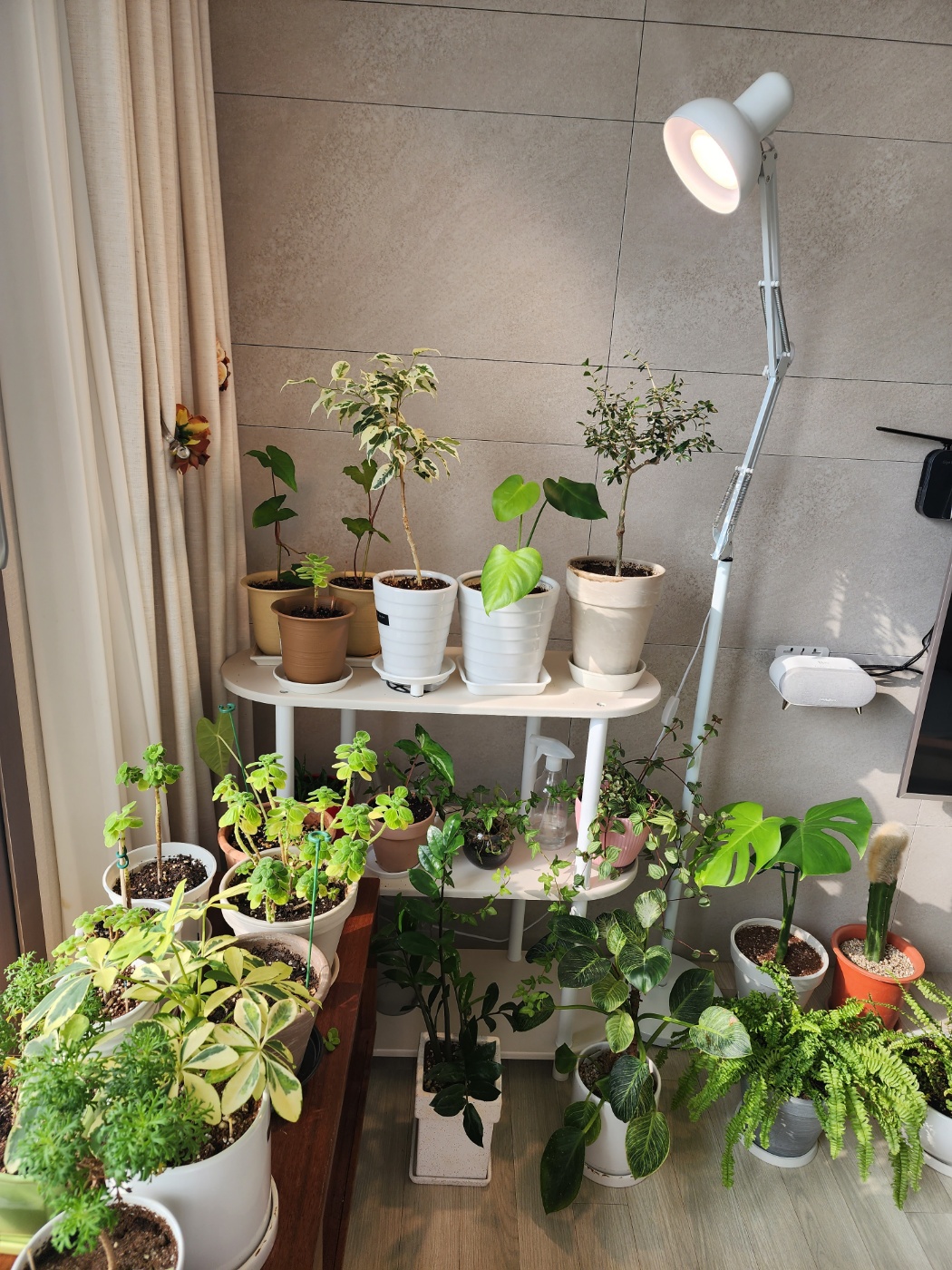 빛이 많이 필요한 식물은 식물등과 가까운곳에 배치