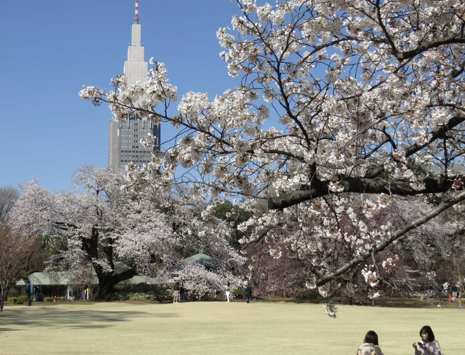 도쿄 벚꽃 명소 추천 top10 (2025년)