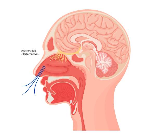 비강암 부비동암 증상 원인 진단 치료 예후 생존율 코암 종양 예방 관리 수술 4기 3기 항암 통증
