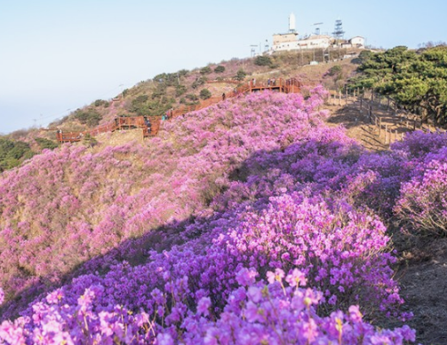 진달래꽃명소